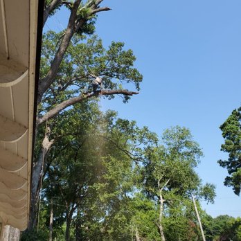 East TX Land Solutions - Cutter sawing off one of the limbs - Tree Services Near Me - Overton, Texas