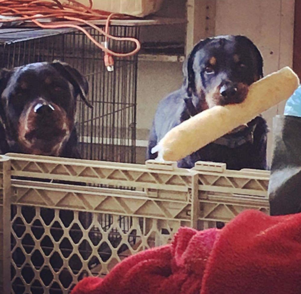 TREMONT ANIMAL CLINIC 17 Photos & 42 Reviews 2885 West 25th St