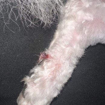 Fur Babes Spa - Pet Groomers Near Me - Long Beach, California Fur Babes Spa - Pet Groomers Near Me - Long Beach, California