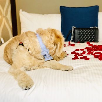 Fairmont Empress - Baci the traveling puppy!! 6 months old and 9th hotel! - Hotels Near Me - Victoria, British Columbia Fairmont Empress - Baci the traveling puppy!! 6 months old and 9th hotel! - Hotels Near Me - Victoria, British Columbia