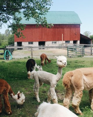 SHED Chetwyn Farms by null