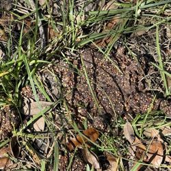 DeLeon Spring State Park - Bear scat