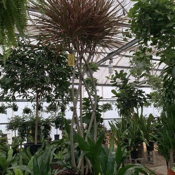 Plants & Planters - Nurseries & Gardening Near Me - Richardson, Texas