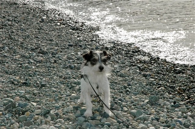 Bella Balducci's Mediterranean Cuisine