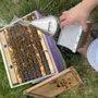 Photo of Feral Farms Beekeeping