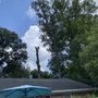 Photo of Moore's Tree Care