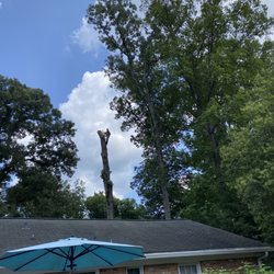 Moore's Tree Care - Ready to fell the tree...