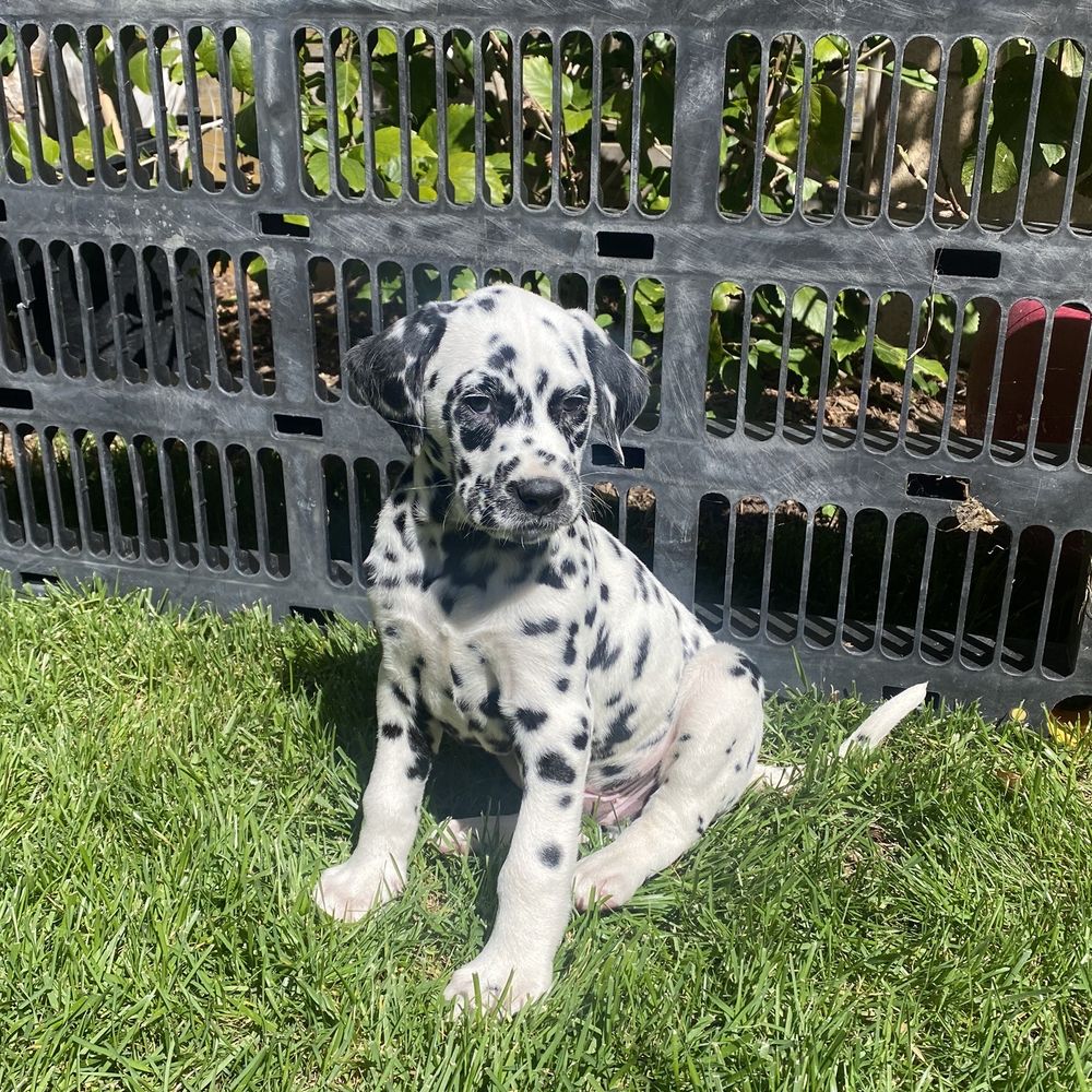 Maverick