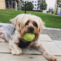 Ellsworth Park - #BallObsessed