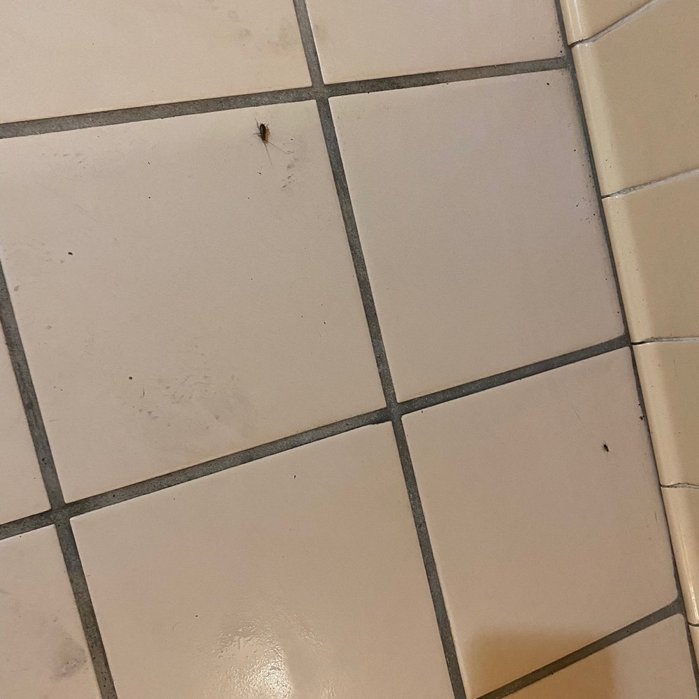 Squid Lips - Roaches in the bathroom - Seafood Near Me - Cocoa Beach, Florida Squid Lips - Roaches in the bathroom - Seafood Near Me - Cocoa Beach, Florida
