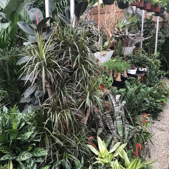 Dream Garden - Indoor collection - Nurseries & Gardening Near Me - Los Angeles, California Dream Garden - Indoor collection - Nurseries & Gardening Near Me - Los Angeles, California
