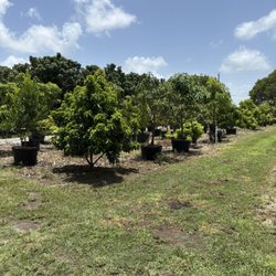Rows of trees.