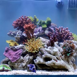 Life Aquatic