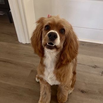 Paw Paw Pet Grooming - Her haircut turned out so great! - Pet Groomers Near Me - Upland, California