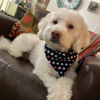 Claws and Paws - Pet Groomers Near Me - Tampa Bay, Florida