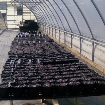 Love's Produce And Nursery - rows of seedlings in a greenhouse - Christmas Trees Near Me - Greeneville, Tennessee Love's Produce And Nursery - rows of seedlings in a greenhouse - Christmas Trees Near Me - Greeneville, Tennessee