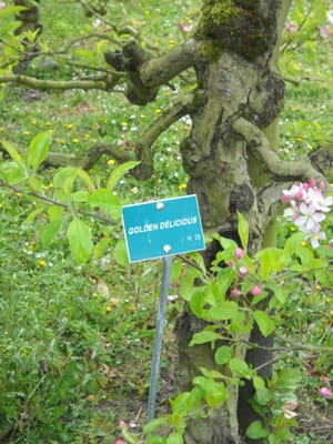 Potager du Roi by null