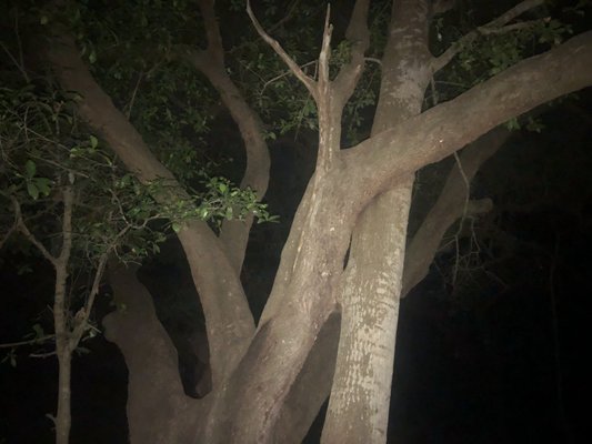 Couturie Forest by null