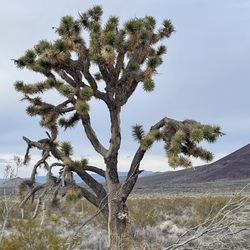 Mojave National Preserve - Mojave National Preserve 1/9/24