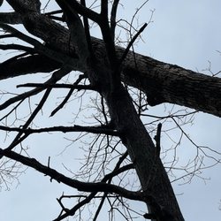Treesout Express - The balance act