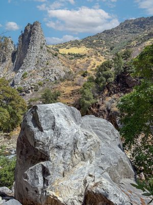 General Grant Tree by null