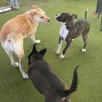 BARK on PARK - Pet Stores Near Me - Jacksonville, Florida