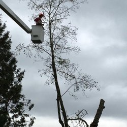 Pro Tree Services - Photo