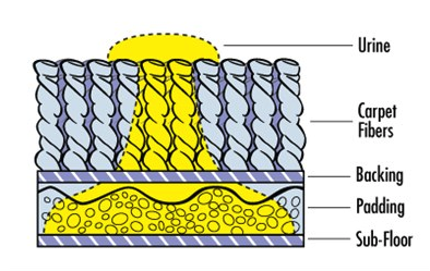 Pelito's Chem-Dry - upholstery in Antioch, TN