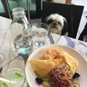 The Rooftop - Yellowfin Tuna Tartar: Avocado, Pickled JALAPEÑO, Lime, Spicy Aioli, Ponzu, Crispy Wonton... and our Shih Tzu, Mojo! - New American Near Me - Healdsburg, California The Rooftop - Yellowfin Tuna Tartar: Avocado, Pickled JALAPEÑO, Lime, Spicy Aioli, Ponzu, Crispy Wonton... and our Shih Tzu, Mojo! - New American Near Me - Healdsburg, California