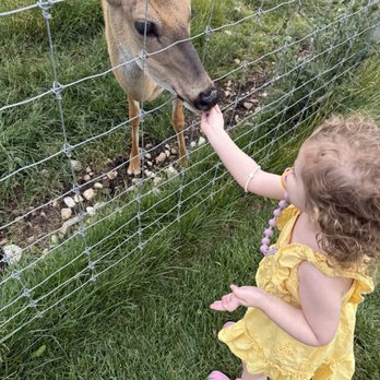 Deer Ranch - Amusement Parks Near Me - Saint Ignace, Michigan Deer Ranch - Amusement Parks Near Me - Saint Ignace, Michigan