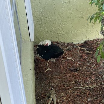 Xtreme Landscaping - a black bird with a white head - Landscaping Near Me - West Palm Beach, Florida