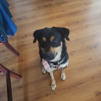 Paws and Sniffs Mobile Pet Spa - Our happy, flowered puppies. - Pet Groomers Near Me