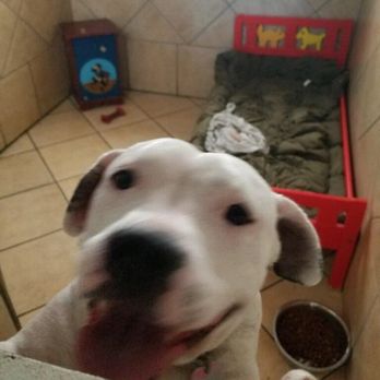 Shanderin Kennels - Pet Groomers Near Me - Rowland Heights, California Shanderin Kennels - Pet Groomers Near Me - Rowland Heights, California