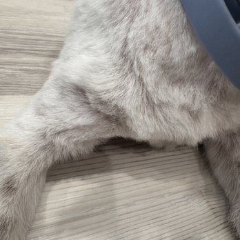 Fresh Paws on the Go - Pet Groomers Near Me
