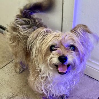 Grooms By Alisha - Before - Pet Groomers Near Me Grooms By Alisha - Before - Pet Groomers Near Me
