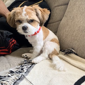 Groomingdales - This is Teddy , he has been so twitchy towards his butt ever since. - Pet Groomers Near Me - Hawthorne, California
