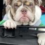 Photo of Dogwood Acres Pet Retreat