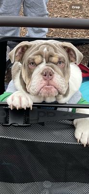 Dogwood Acres Pet Retreat