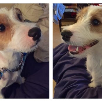 Unleashed Spa - Thanks Lauren! - Pet Groomers Near Me - New York, New York