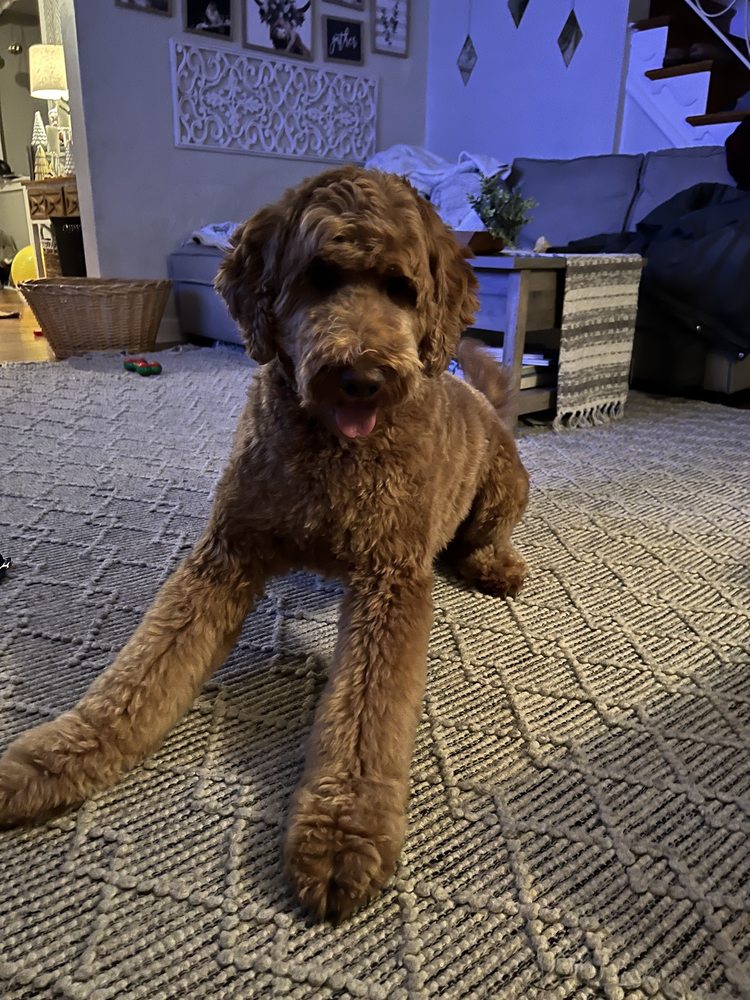 BUGSY’S GROOMING Updated June 2024 2201 Darby Rd, Havertown