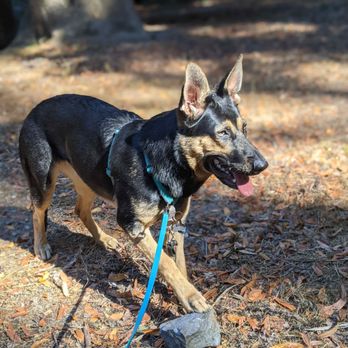 All Ears - Pet Training Near Me All Ears - Pet Training Near Me