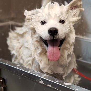 No Dogs Left Behind - Animal Shelters Near Me No Dogs Left Behind - Animal Shelters Near Me