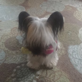 Barking Buddies - Pet Sitting Near Me - Greenville, North Carolina Barking Buddies - Pet Sitting Near Me - Greenville, North Carolina