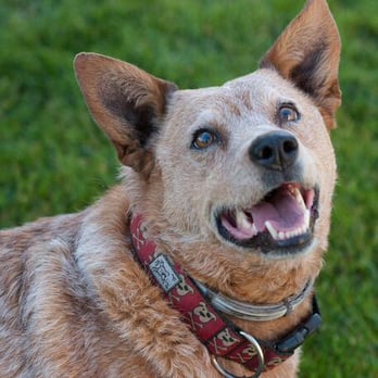 SPCA Monterey County - This is Jeb! We adopted him from the SPCA for Monterey County. He is our party boy, who loves to catch a frisbee and snuggle. - Pet Training Near Me - Salinas, California SPCA Monterey County - This is Jeb! We adopted him from the SPCA for Monterey County. He is our party boy, who loves to catch a frisbee and snuggle. - Pet Training Near Me - Salinas, California