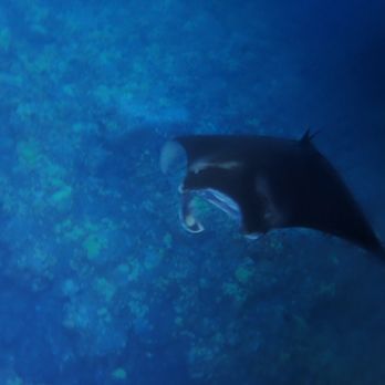 Splashers Ocean Adventures - Mantas! - Boating Near Me - Kailua-Kona, Hawaii Splashers Ocean Adventures - Mantas! - Boating Near Me - Kailua-Kona, Hawaii