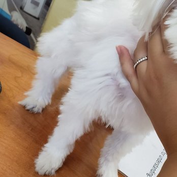 Going Mutts Pet Grooming - Pet Groomers Near Me - Bakersfield, California
