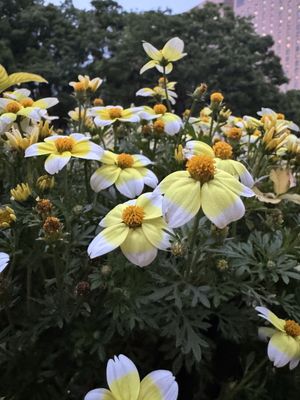 Shinjuku Chuo Park by null