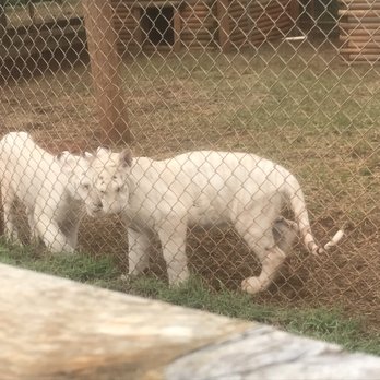 Tiger Safari - Zoos Near Me - Tuttle, Oklahoma Tiger Safari - Zoos Near Me - Tuttle, Oklahoma