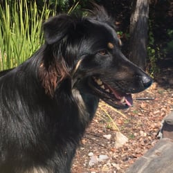 Dog Woods Resort - Our handsome boy "Porter"