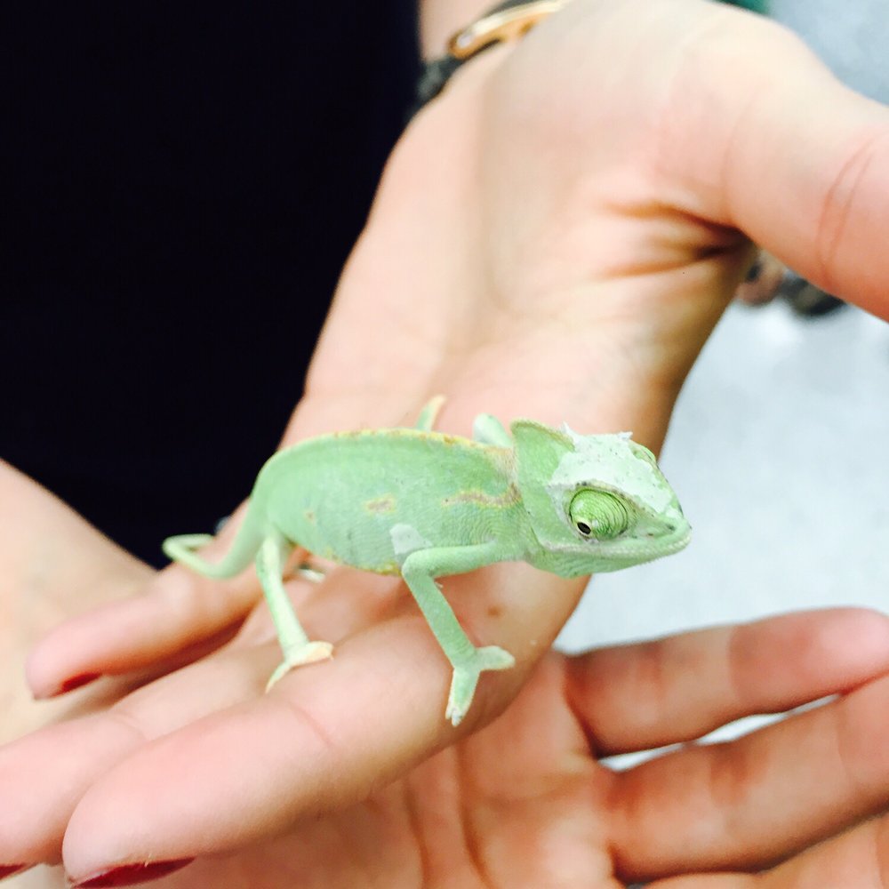 Petco - Baby chameleon! - Pet Stores Near Me - Dublin, California Petco - Baby chameleon! - Pet Stores Near Me - Dublin, California